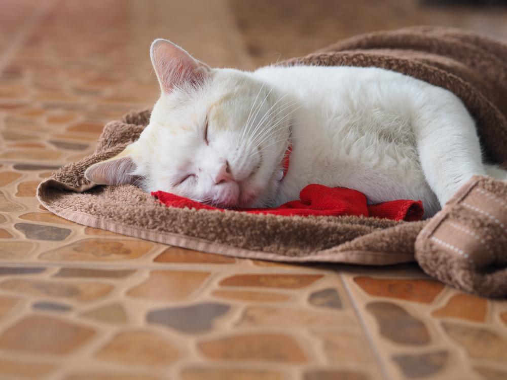 9 Ways to Cut Pet Care Costs