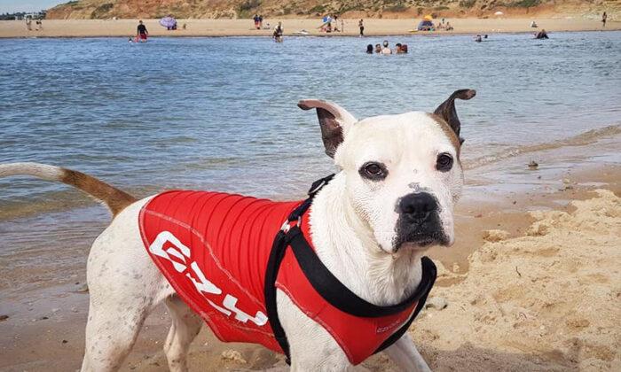 Dog in Lifejacket Rushes to Rescue Boy Drowning in River in Australia, Tows Him to Safety