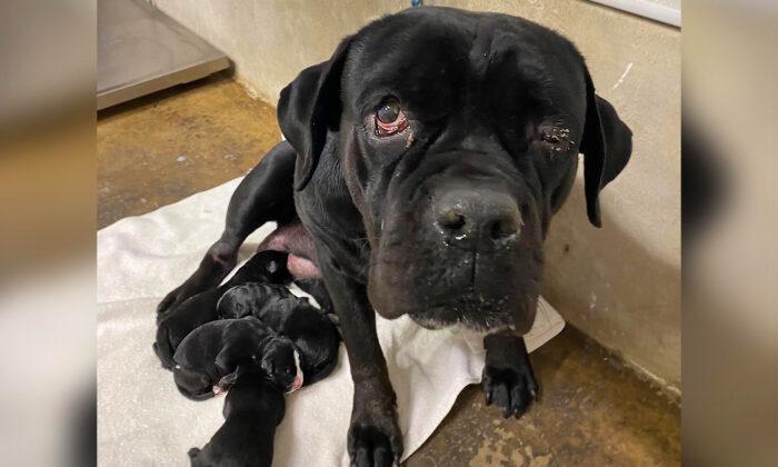 Abandoned Mother Dog With Puppies Found on Dirt Road, Rescued by Animal Control