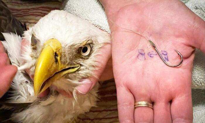 Florida Kids Find Bald Eagle Trapped in Fishing Line, Hook Through Its Beak, Rush to Its Rescue