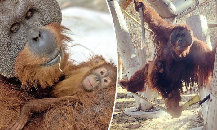 ‘Extremely Rare’: Male Orangutan Steps Up to Care for Daughter, 2, After Mom’s Sudden Death