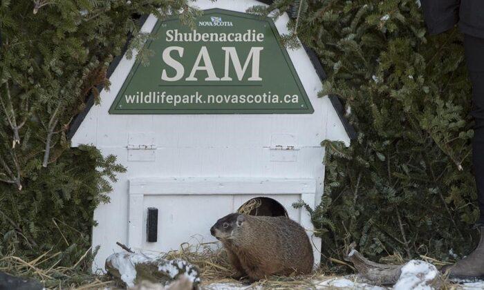 Groundhog Day Moves Online Across Canada as Precaution Against COVID-19