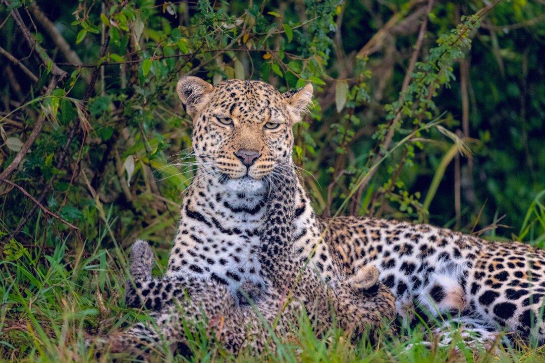 Leopards Escape in a Large Chinese City, Zoo Silent for Over 2 Weeks
