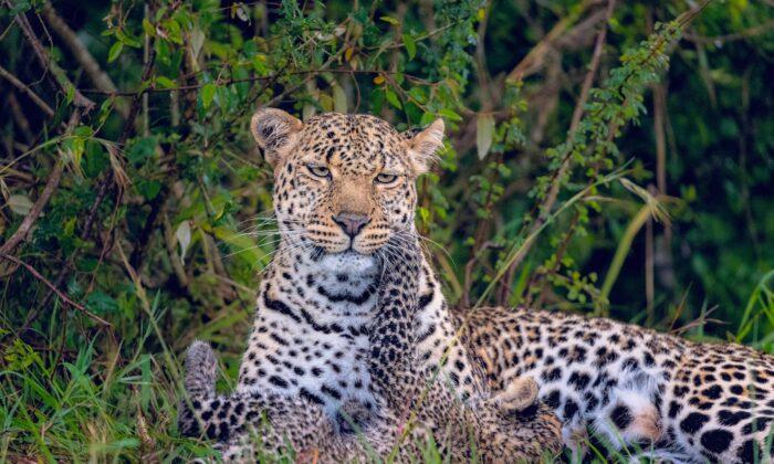 Leopards Escape in a Large Chinese City, Zoo Silent for Over 2 Weeks