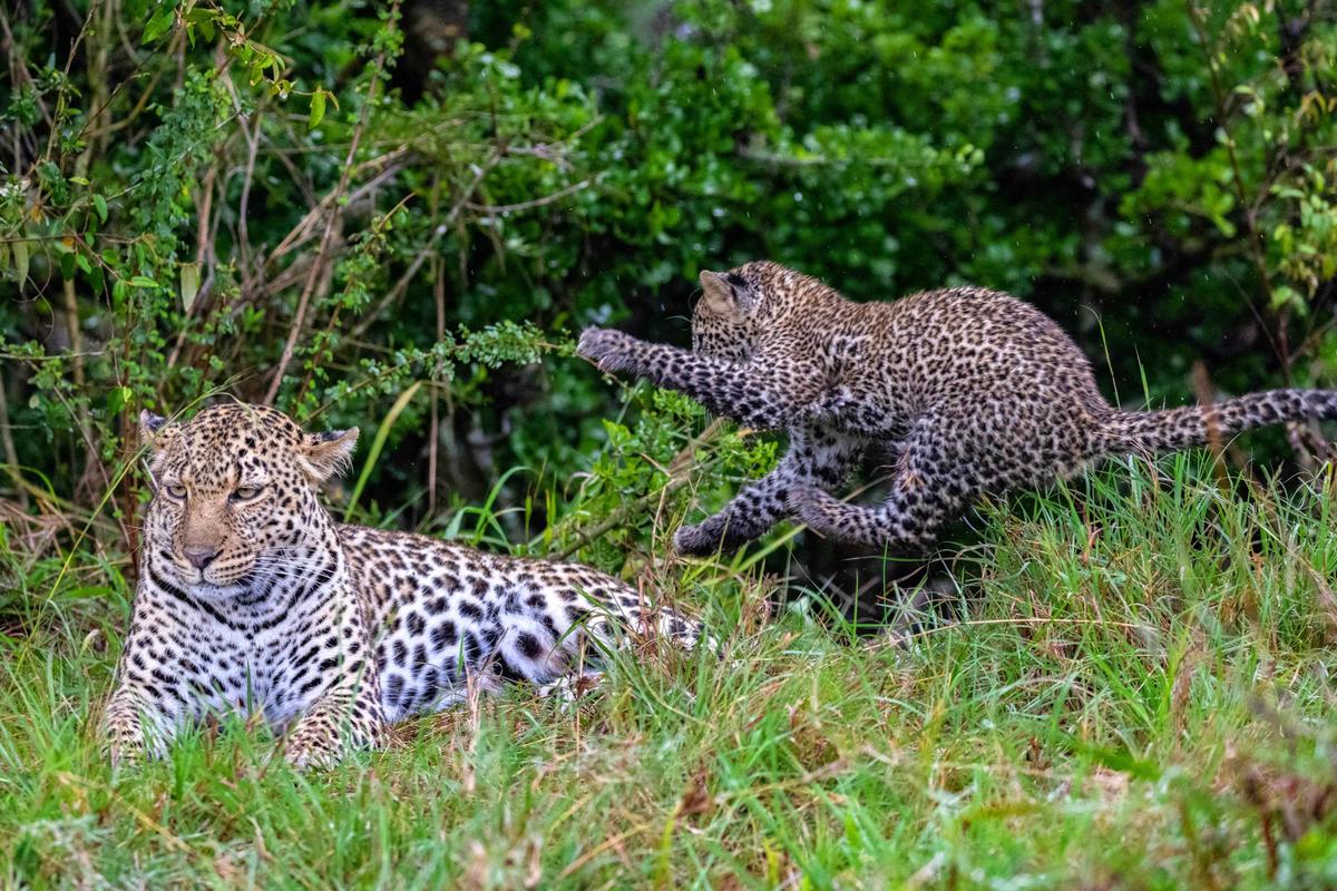 "Leopards, in general, are very hard to find, let alone a mother and cub together. So, this was really quite rare." (Caters News)