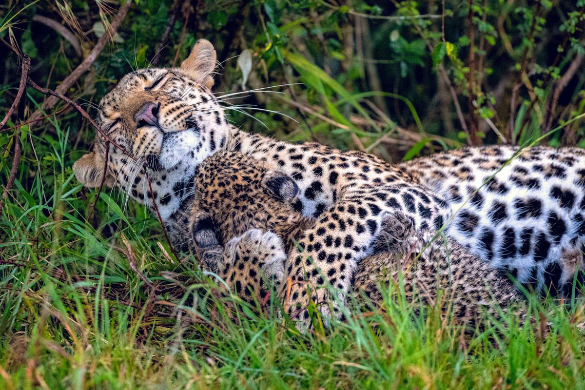 The wildlife photographer said a sudden downpour woke the little leopard from its slumber. (Caters News)