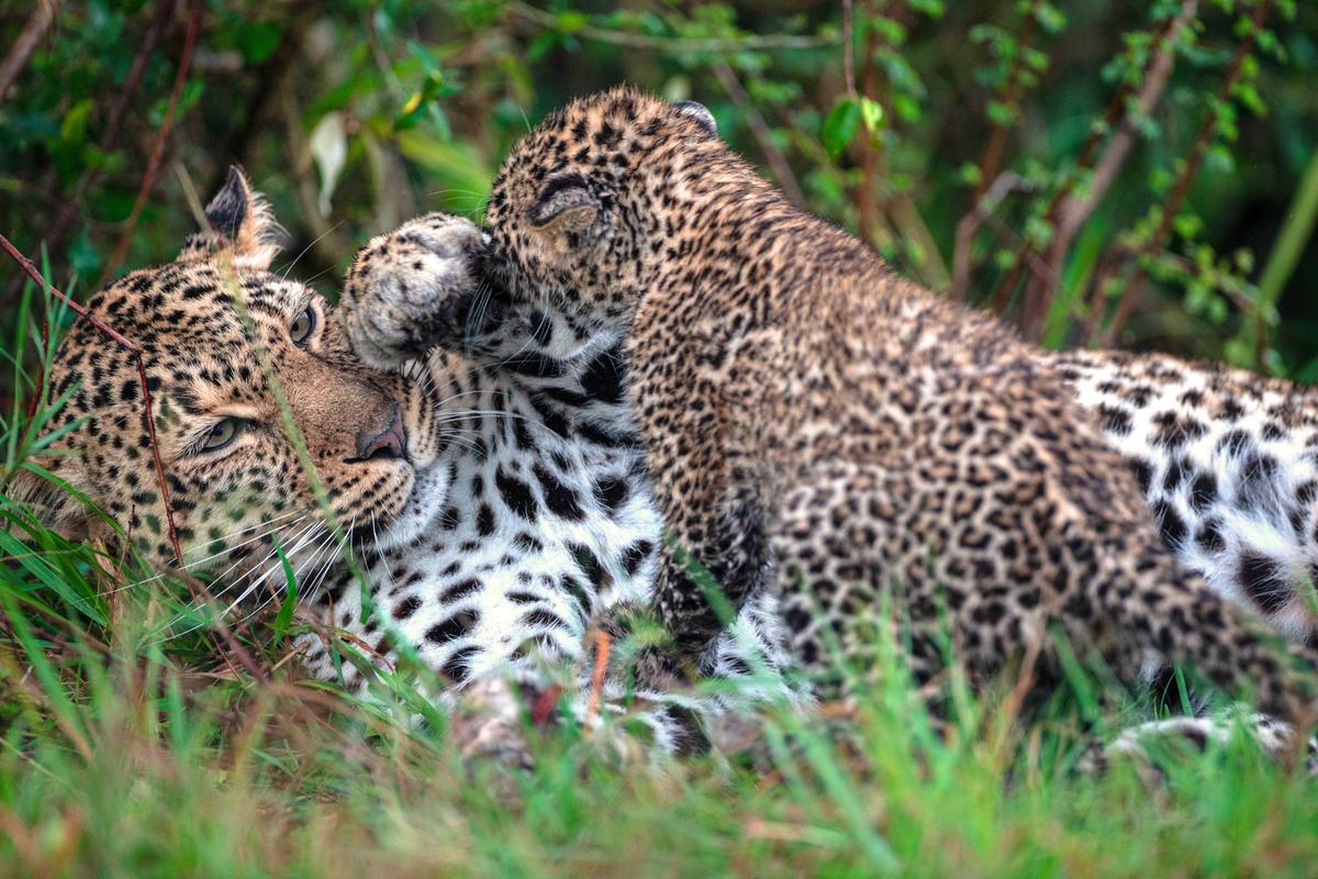 These dramatic photos capture the adorable moment a playful leopard cub pesters its mom after waking from a nap. (Caters News)