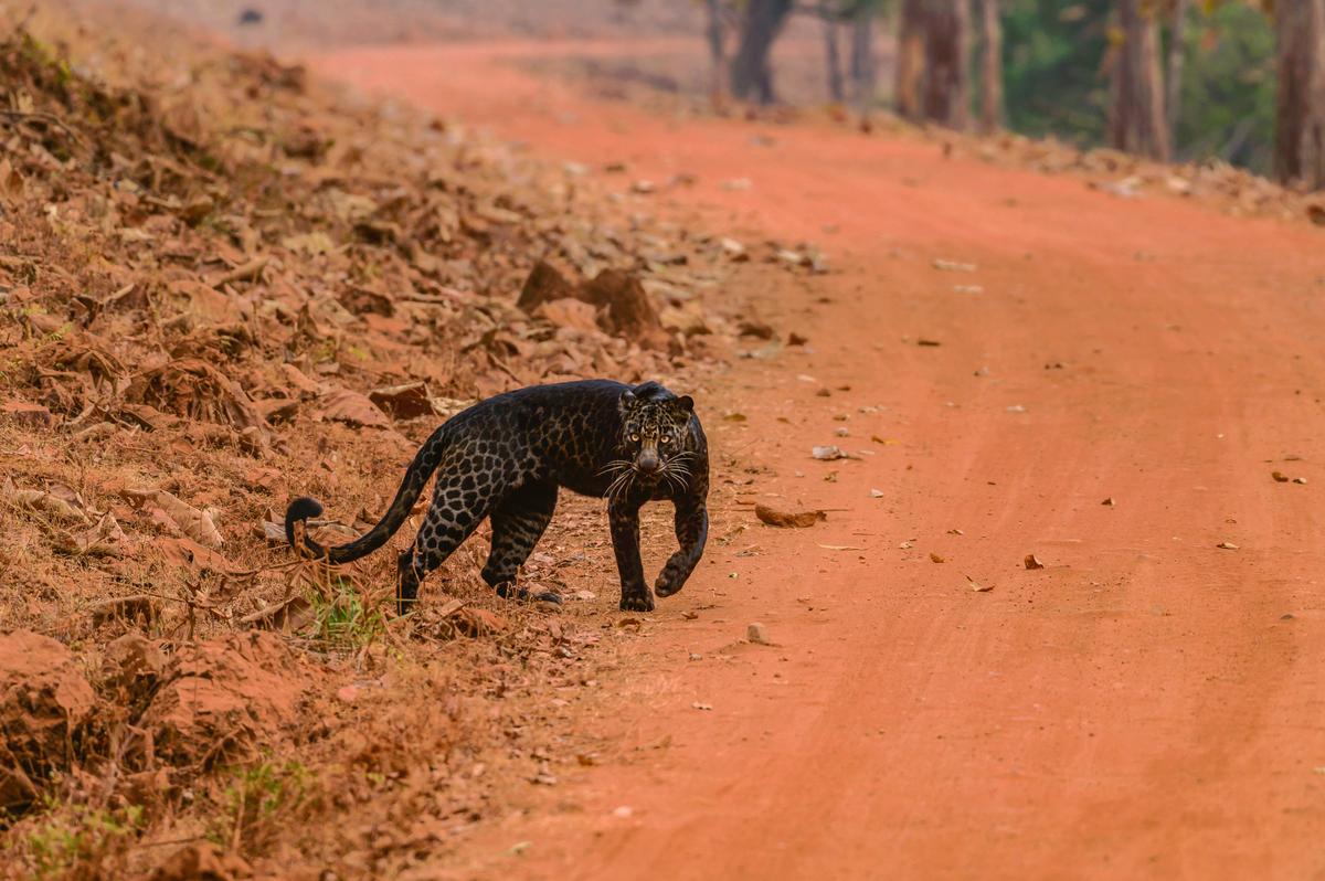 While black leopards are already rare, this melanistic leopard is even rarer because its spots are visible on its shiny coat. (Caters News)