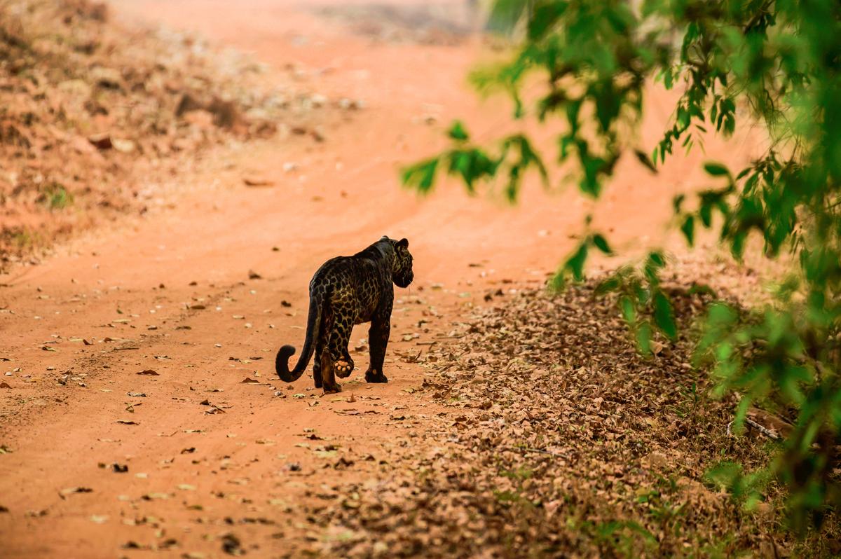 "It is the only black leopard of Tadoba National Park," the photographer said. (Caters News)