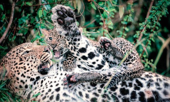 Photographer Captures Annoyed-Looking Leopard Mom With Cub Pouncing and Playing