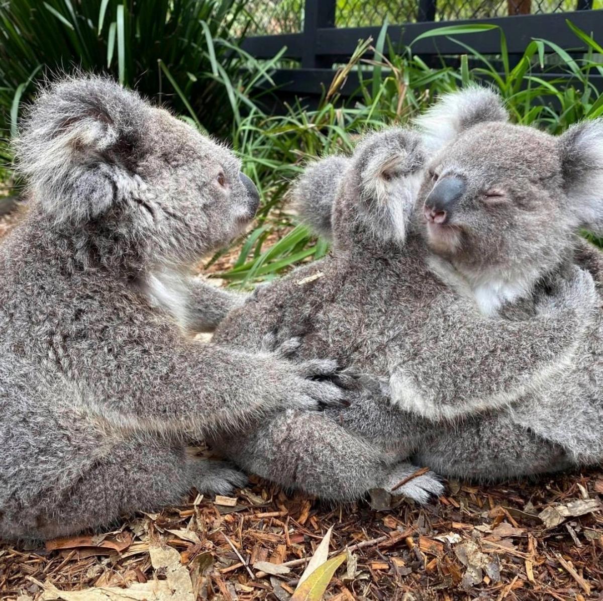 “Our koalas here are all super important to our crucial conservation breeding program," says a spokesperson for the Australian Reptile Park. (Caters News)