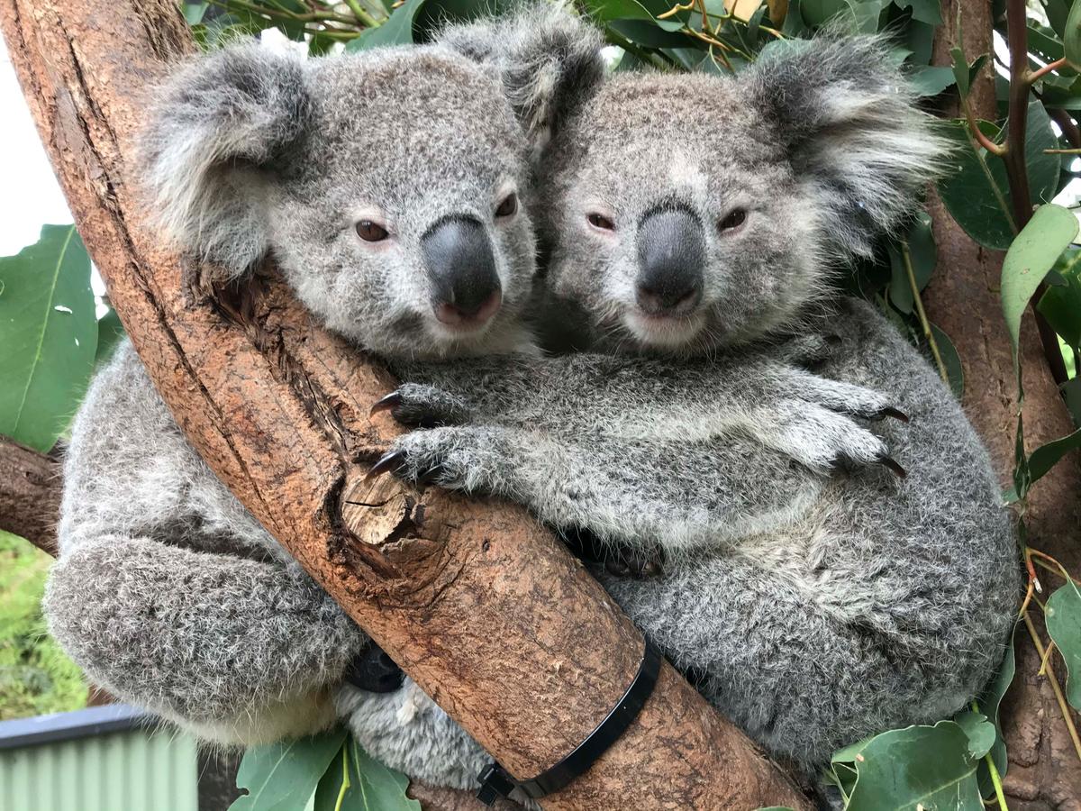 Adorable koalas hug it out at the Australian Reptile Park in Somersby, New South Wales. (Caters News)