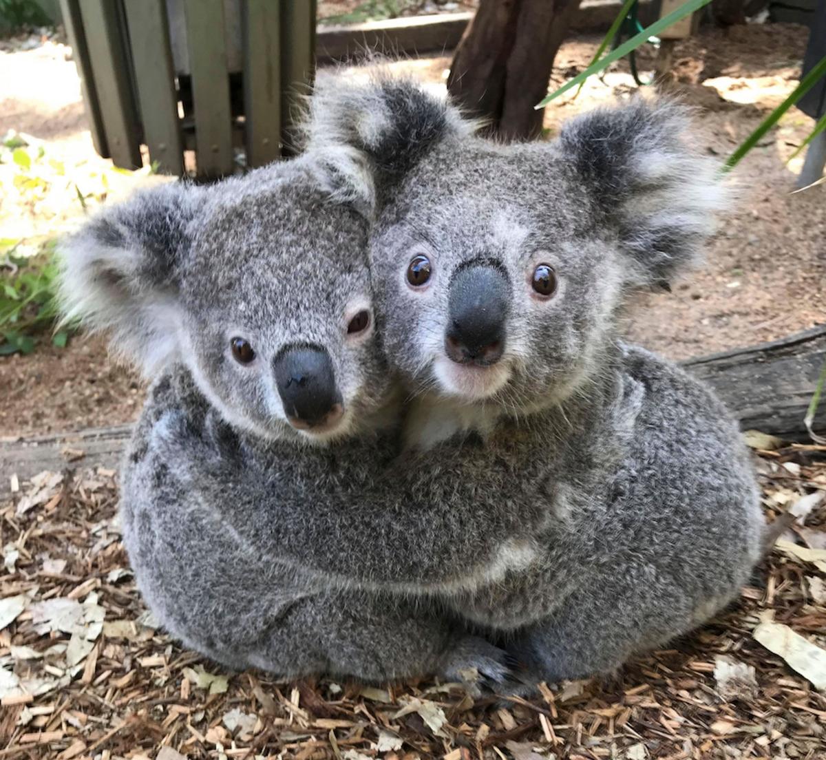 The heartwarming snaps show koalas getting together for some good old-fashioned cuddle time. (Caters News)