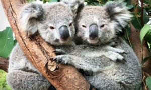 Photos of Koalas ‘Hugging It Out’ at Australian Reptile Park Are Totally Adorable