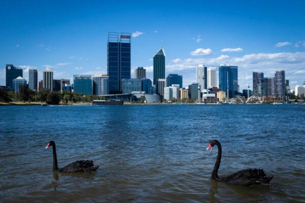 A general view of the Perth City skyline with two native Black Swans in Perth, Australia on Jan. 8, 2021. (Matt Jelonek/Getty Images)