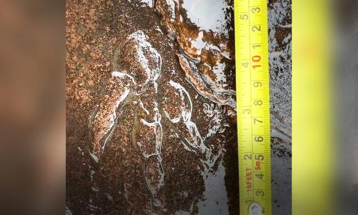 4-Year-Old Girl Discovers Fossilized Dinosaur Footprint From Triassic on Beach in Wales