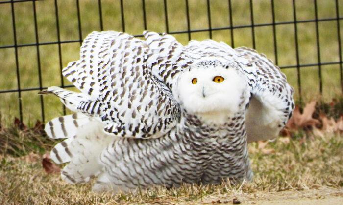 Snowy Owl Appears in Manhattan’s Central Park for the First Time in 130 Years in Rare Migration