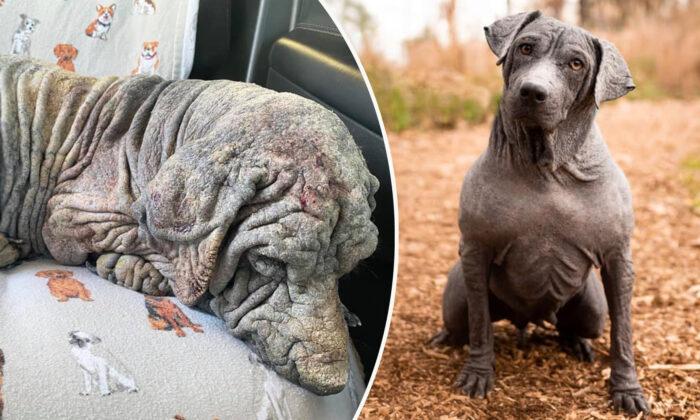 Nearly Dead Dog With ‘No Fur, Broken Spirit’ Undergoes Transformation After Rescue: Photos