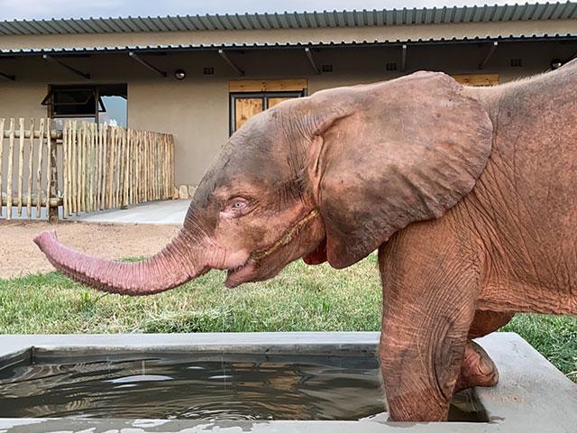 (Courtesy of HERD - <a href="https://herd.org.za/">Hoedspruit Elephant Rehabilitation and Development</a>)
