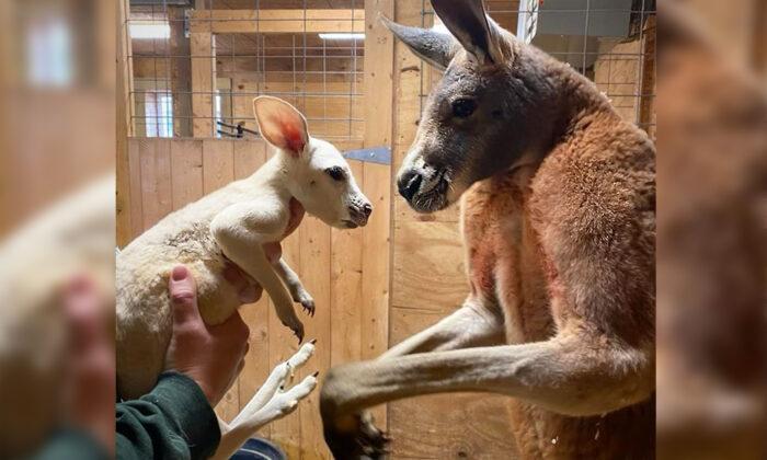 Ultra-Rare White Kangaroo Baby Born in New York Zoo, Possibly the First Ever in US