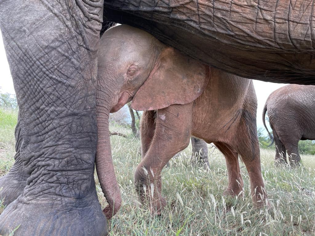 (Courtesy of HERD - <a href="https://herd.org.za/">Hoedspruit Elephant Rehabilitation and Development</a>)