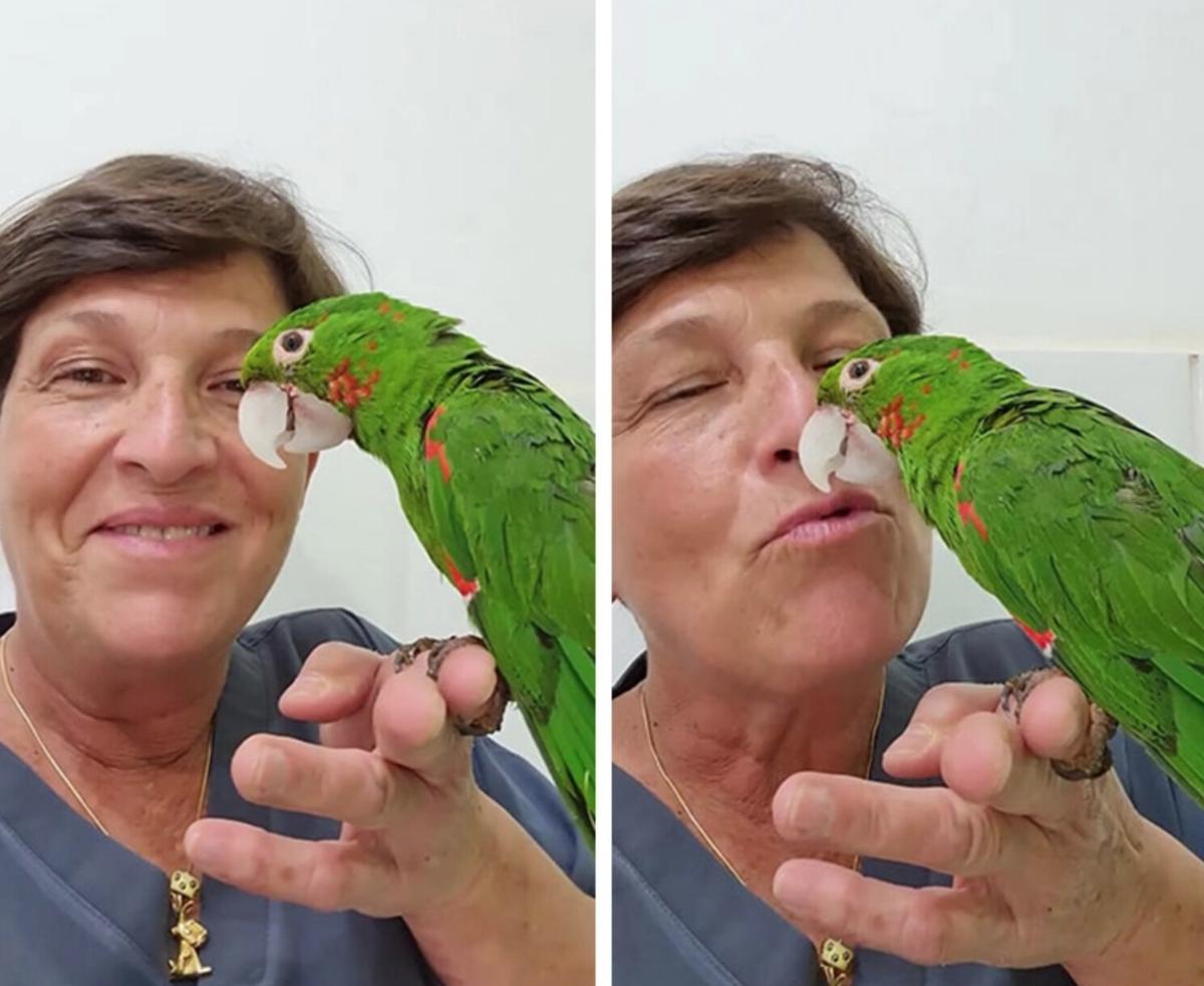 Dr. Maria Angela Panelli Marchió together with her rescued parrot patient after the new beak was fitted. (Courtesy of <a href="https://www.instagram.com/renasceracn/">Renascer Acn</a>)
