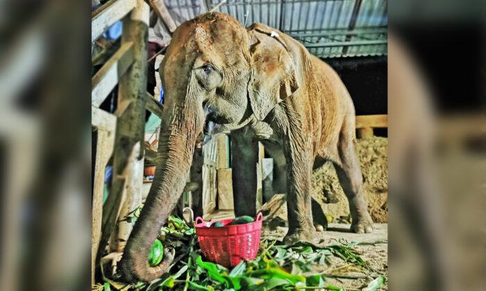 Broken, Injured Elephant ‘Waiting for Death’ Rescued From the Horrors of Logging Industry