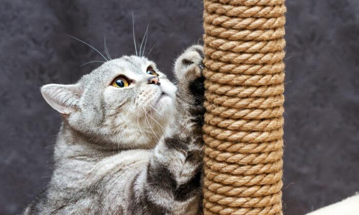 Ask the Vet: Cat Scratching Posts Must Be Tall, Stable, and Numerous