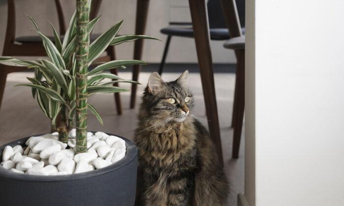 Ask the Vet: Prevent Cats From Using Potted Plants by Making Litter Boxes Appealing