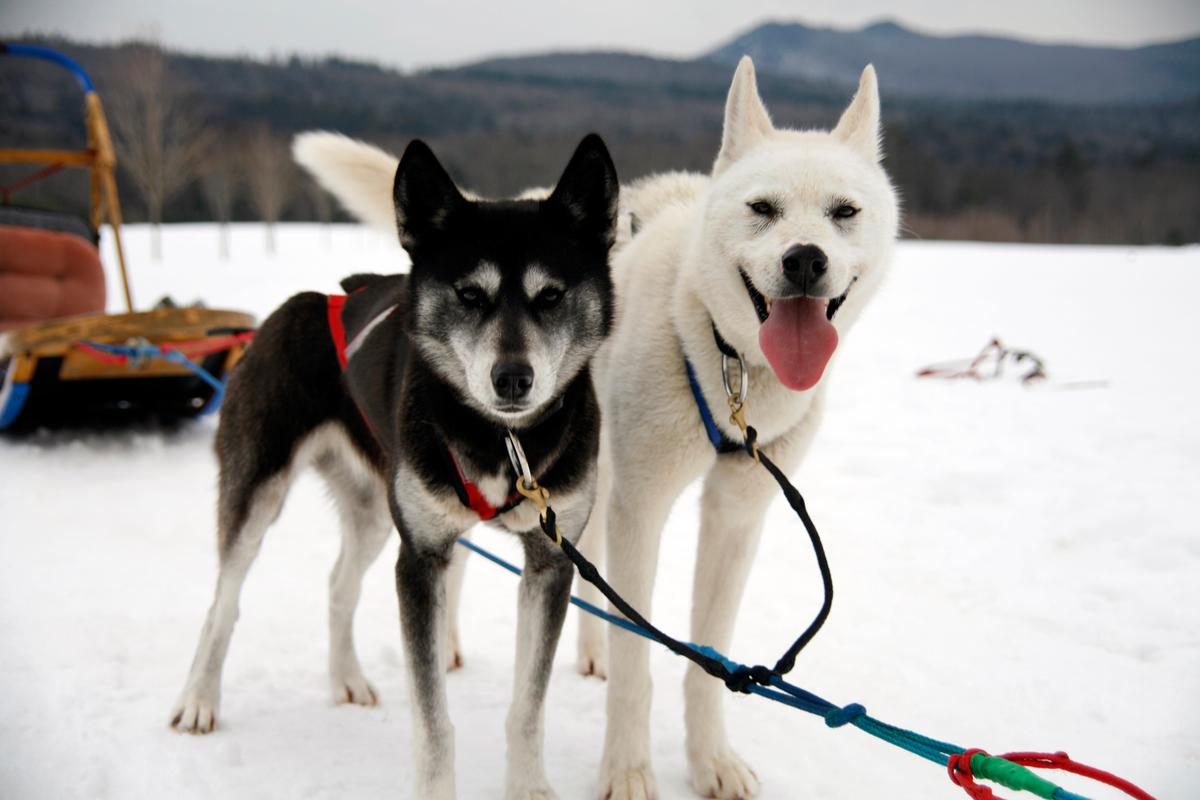A couple of pups at Valley Snow Dogz in Thornton, N.H. The company offers dog sled rides and tours. (Courtesy of Visit New Hampshire)