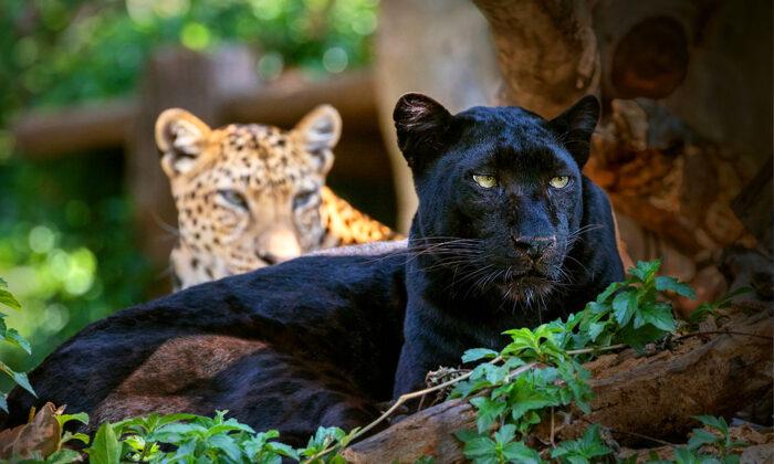 Panthers Are Actually Just Black Leopards With Invisible Spots, but Why Are They So Ultra Rare?