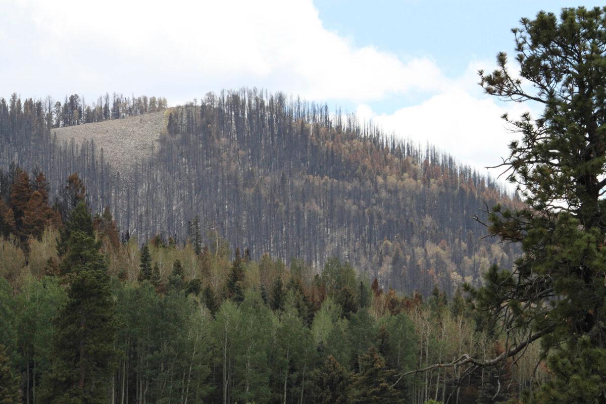 Damage from the Las Conchas fire on a hillside in the Jemez Mountains near Bandelier National Monument in New Mexico on July 18, 2011. (Susan Montoya Bryan/AP Photo)