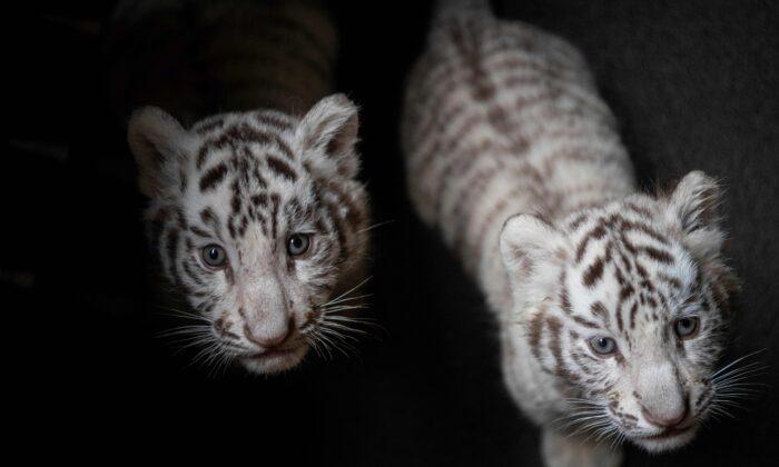 White Tiger Cubs in Pakistan Likely Died of COVID-19