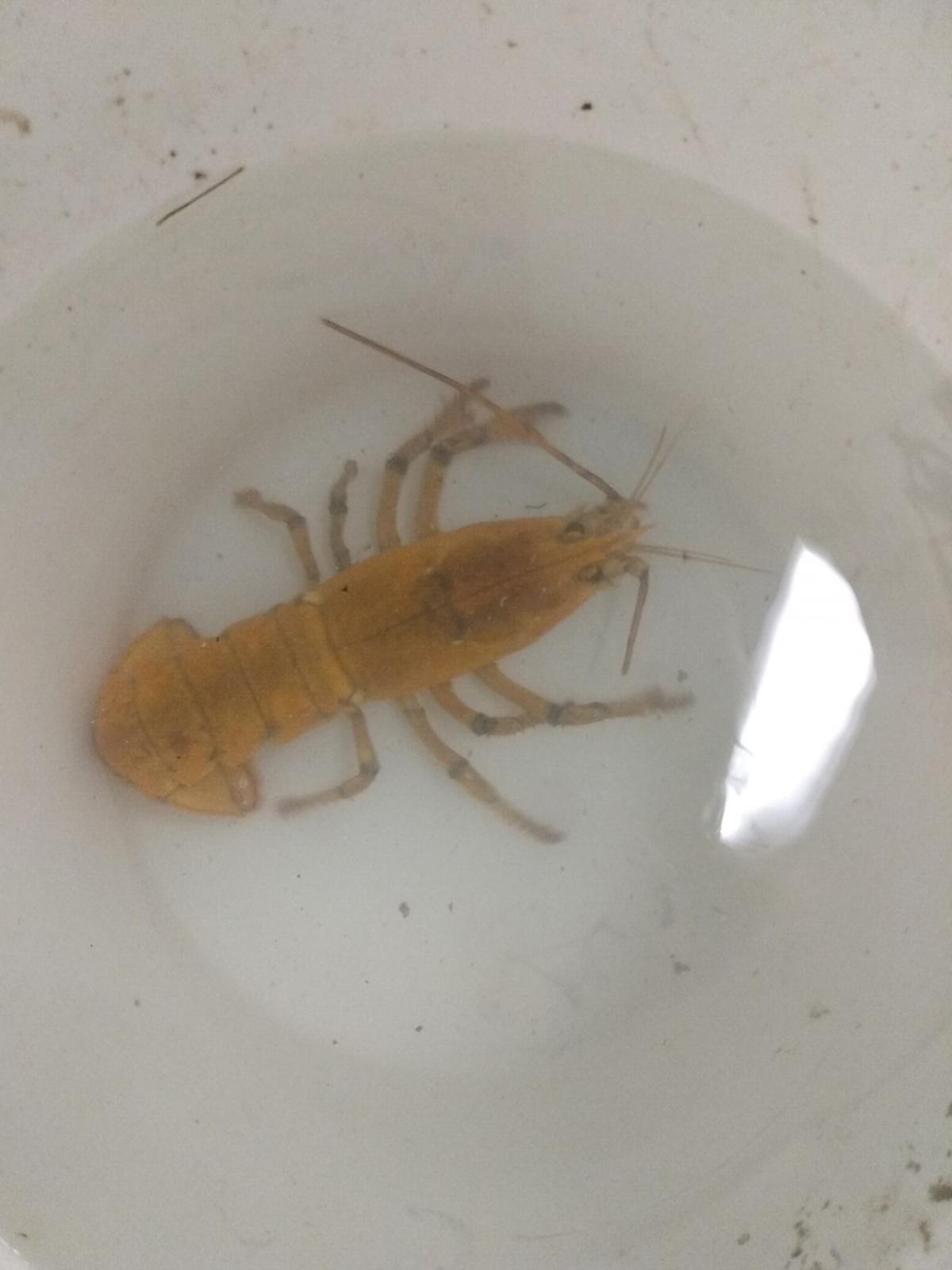 A rare yellow lobster has been caught off the coast of Maine and has been lovingly named "Banana." (Courtesy of University of New England)