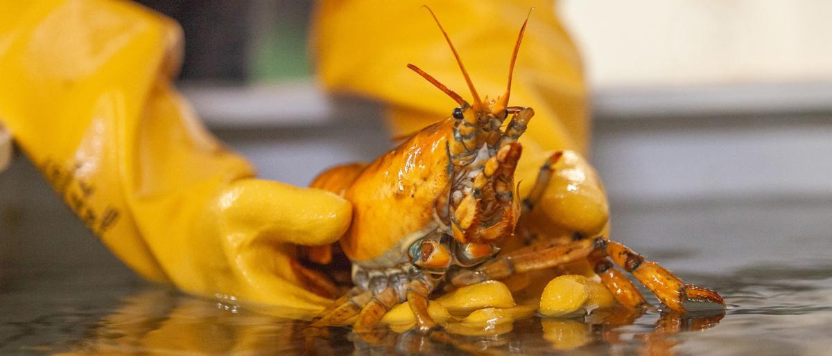 Researchers at UNE are studying the lobster to determine the reasons for its yellow shell. (Courtesy of University of New England)