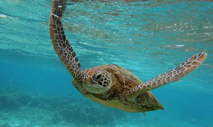 Artificial Intelligence and Traditional Knowhow Saving Sea Turtle Eggs