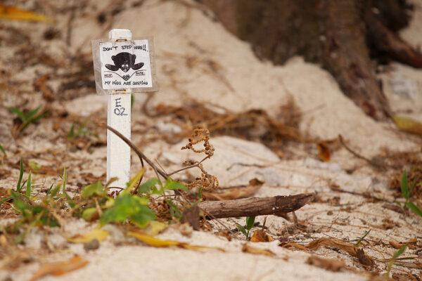 A sign marking a sea turtle nest is seen on the beach on January 14, 2012 at Lady Elliot Island, Australia. (Kolbe/Getty Images)