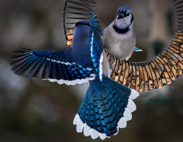 A bluejay looks on as a competitor for food comes in for a landing on a hanging peanut wreath bird feeder, on the south shore on Holmes Lake Park in Lincoln, Neb., on Feb. 17, 2021. (Francis Gardler/Lincoln Journal Star via AP)