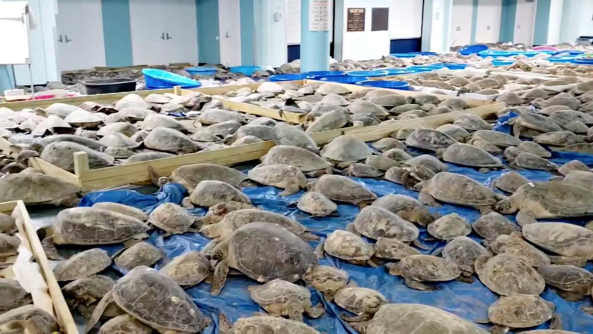 Rescued turtles stunned by cold weather at an evacuation center in South Padre Island, Texas (Ed Caum—City Of South Padre Island Convention And Visitors Bureau/ via REUTERS)