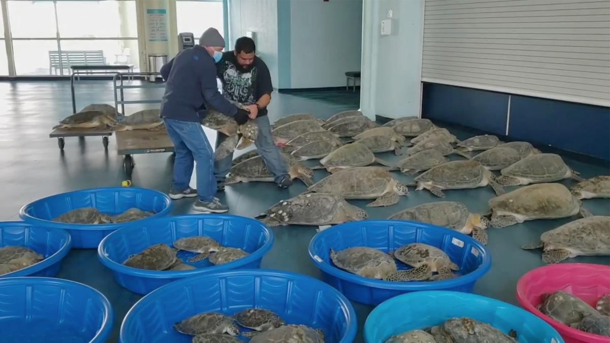 People place rescued turtles stunned by cold weather in an evacuation center in South Padre Island, Texas, in this still image from video, Feb. 15, 2021. (Ed Caum—City Of South Padre Island Convention And Visitors Bureau/ via REUTERS)