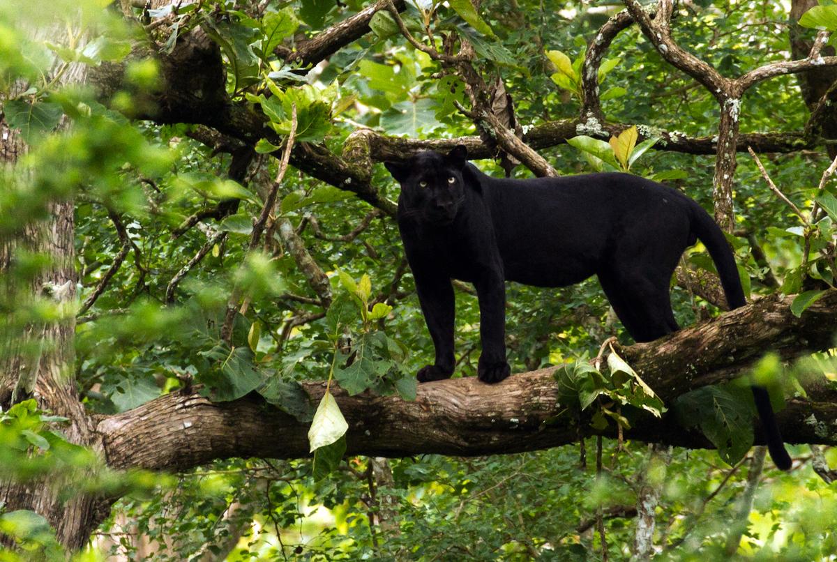 Black panther, melanistic Panthera pardus, at Nagarhole National Park, India (<a href="https://commons.wikimedia.org/wiki/File:Black_Panther_-_India.jpg">Davidvraju</a>/CC BY-SA 4.0)