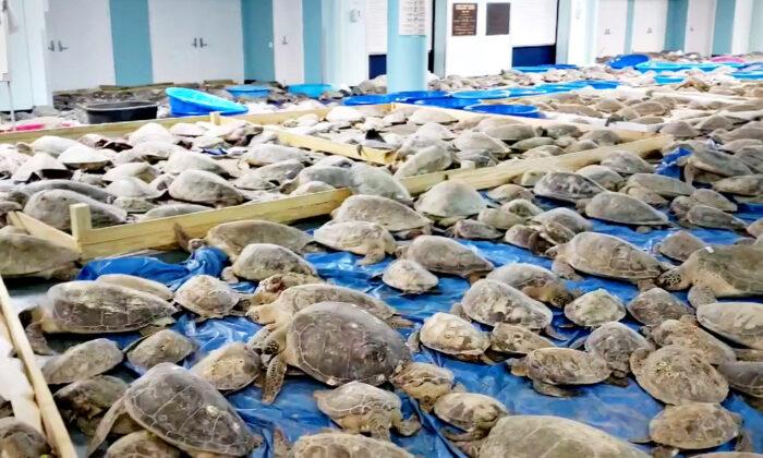 Thousands of ‘Cold-Stunned’ Sea Turtles Off Coast of Texas Rescued, Warmed in Convention Center