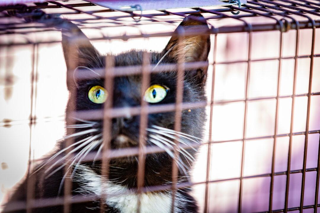 Cat Trappers Plea for Help Sterilizing Free-Roaming Felines