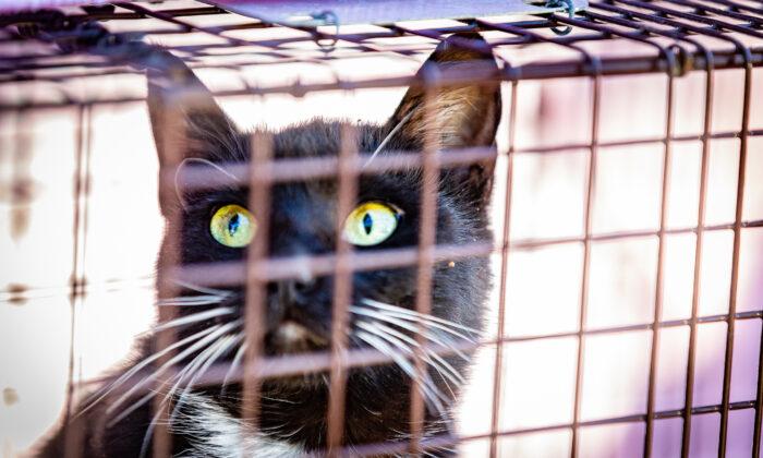 Over 50 Cats and Kittens Taken From Hoarder in Pasadena