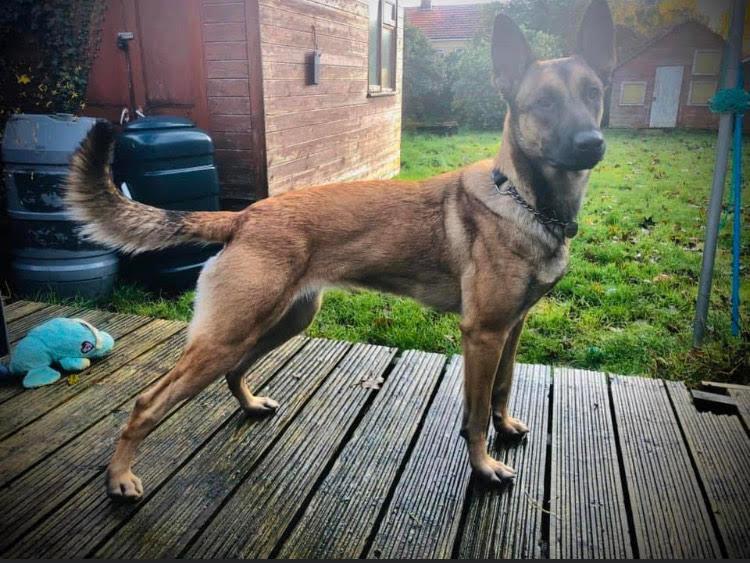 Belgian Malinois Nellie is a formidable match for would-be dognappers. (Courtesy of <a href="https://www.facebook.com/FatherTobias">Toby Currier</a>)