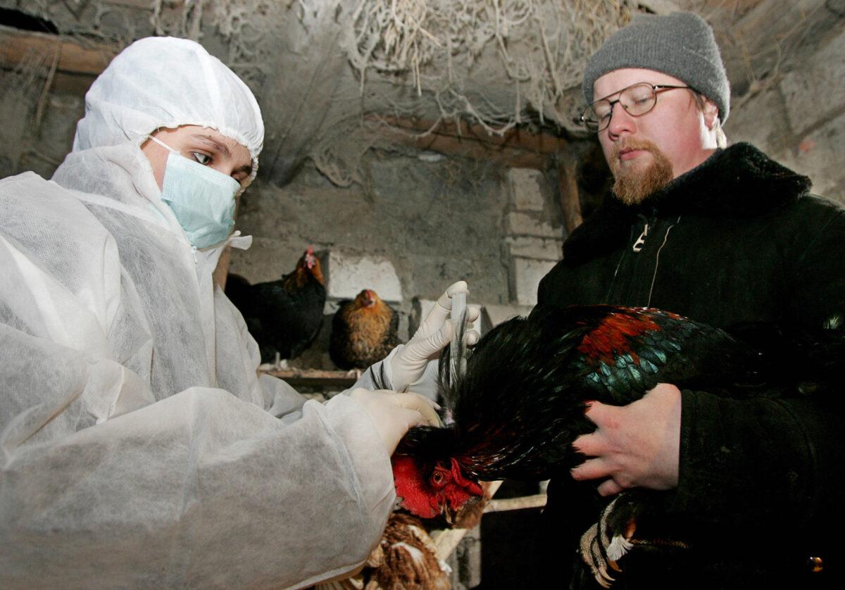 A veterinarian inoculates a hen against the bird flu virus in a private hen-coop in the village of Konstantinovo, some 40 km (25 miles) outside Moscow, on Feb. 21, 2007. (Dina Korotayev/AFP via Getty Images)