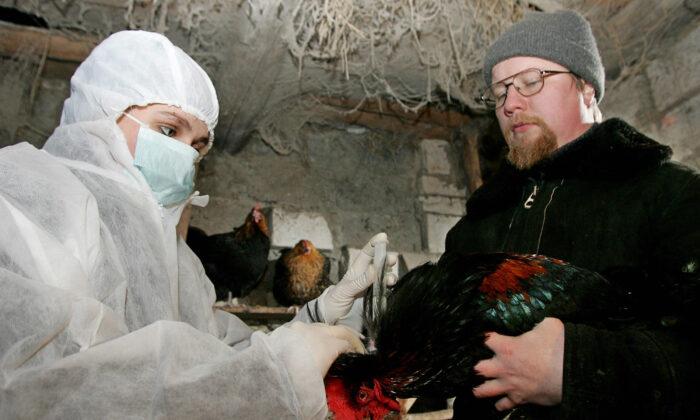 Russia Reports World’s First Case of Human Infection With H5N8 Bird Flu