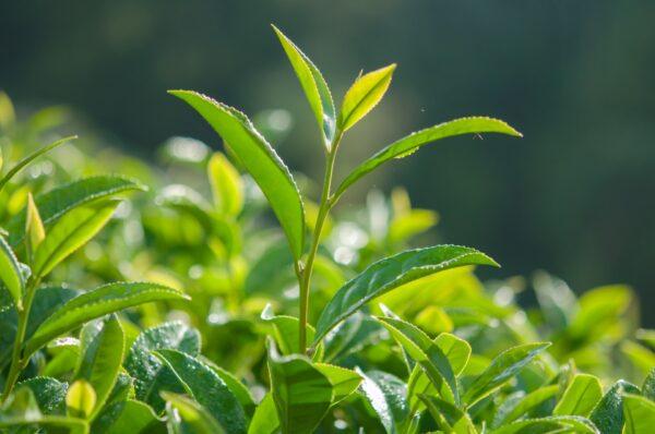 Tea aficionados may be surprised to learn that all tea comes from just one plant—the Camellia Sinensis bush. (Shutterstock/Praweena style)