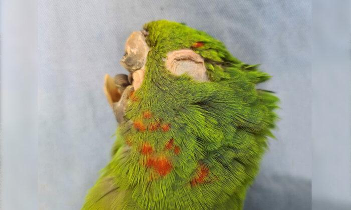 Parrot With No Beak Gets Second Chance at Life After Rescuers Craft New Prosthetic Beak