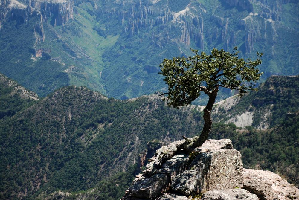 A tree overlooks the canyon. (wayak/Shutterstock)